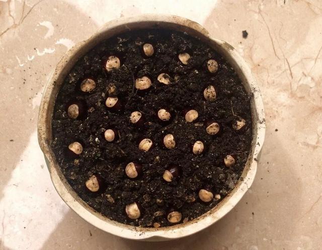 丢一把种子到水里，7天冒出小森林，越热越长个！绿植盆栽不用买