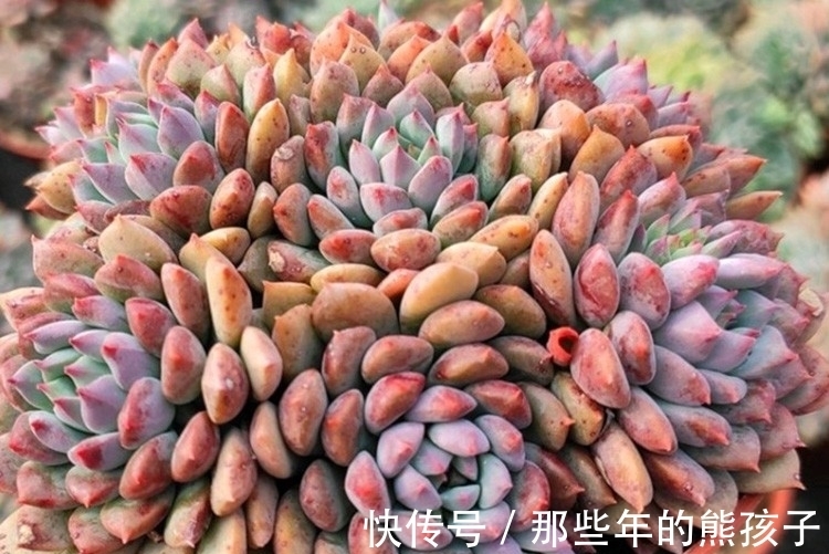 多肉植物品种这么多,多认识几种没有错,识一肉知养护莱恩小精灵