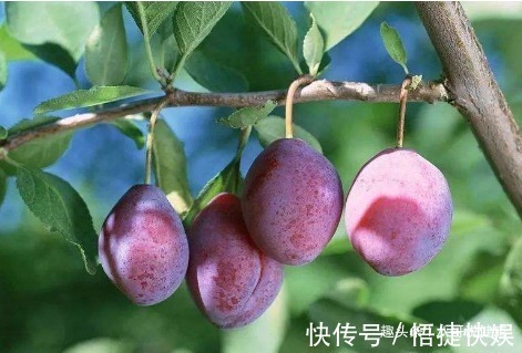 解毒果|女性不想老得快,多食此“解毒果”,强肝脏净血液,排毒素抗衰老