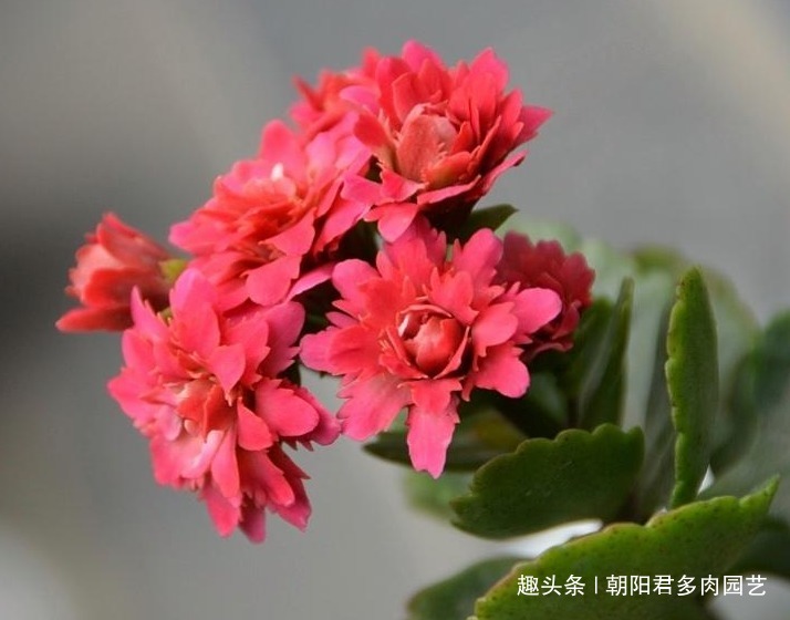 长寿花不爱开花教你2招！枝头全是花苞