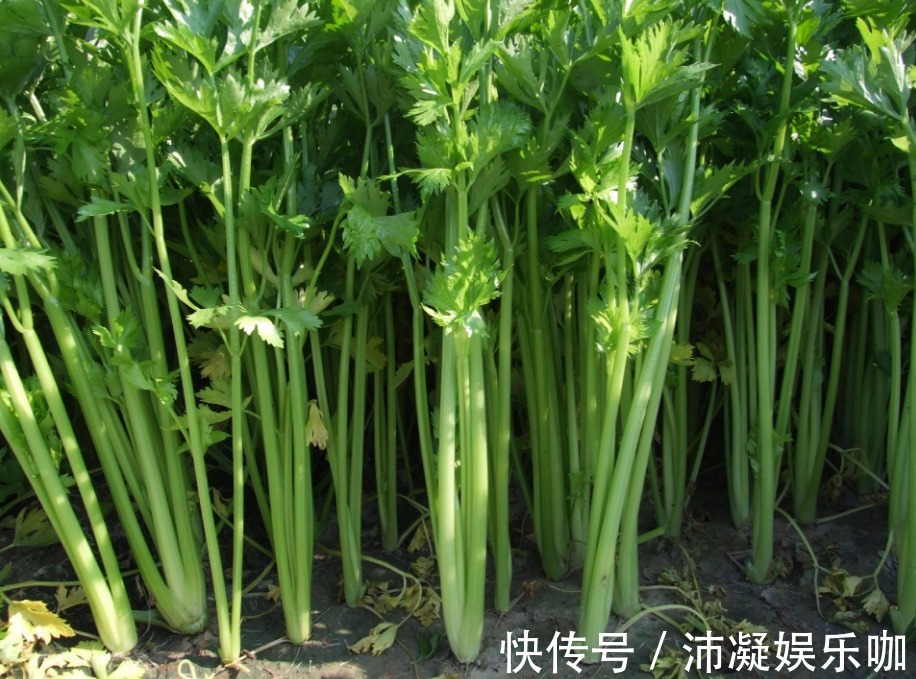 孕酮|孕期适当多吃三种食物,不再怕“孕酮”不足,备孕的也可以多吃