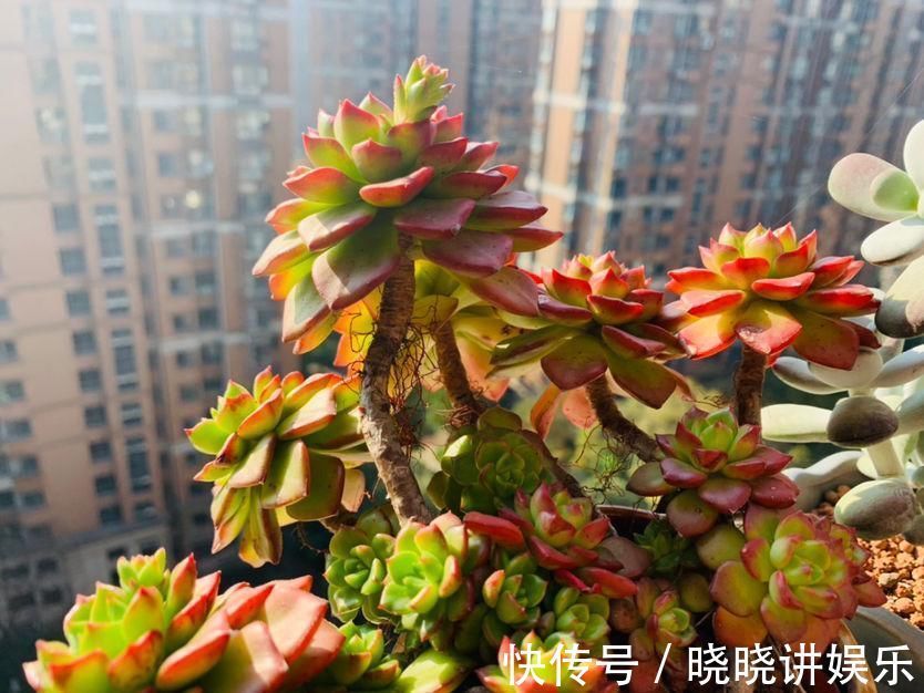 养花“走火入魔”的6种行为,只要符合4条,就是名副其实“花痴”