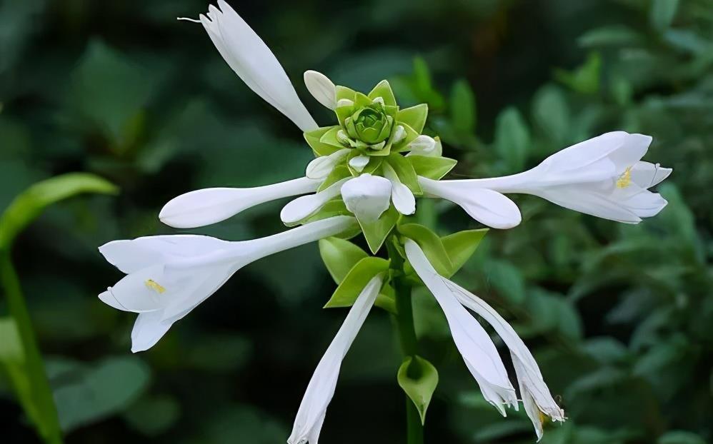 生长期|树荫下别空着,种上5种花,观叶赏花美极了,适合新手