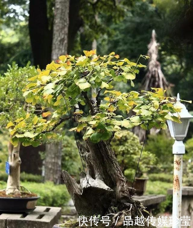 传家宝|这3种盆景可以养成传家宝,再穷也要养,越老越值钱!