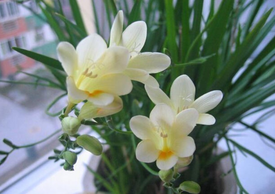 你见过“香鸢尾”花吗漂亮又好养,比兰花美10倍,人人都喜欢!