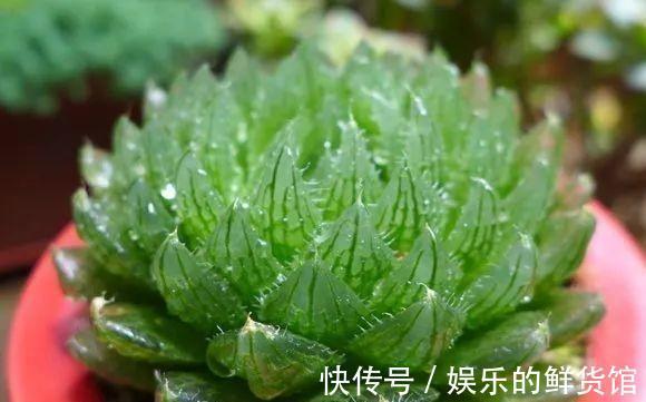 与多肉玉露的水晶之恋,不妨从养好一棵樱水晶开始