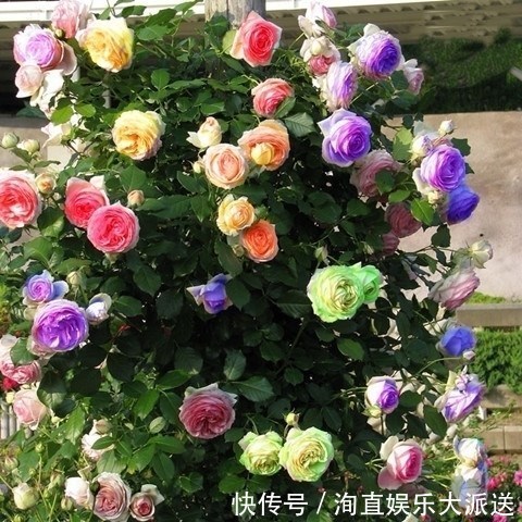月季|如果你的院子够大，趁早种上这爬藤花苗，来年庭院开成一片花海