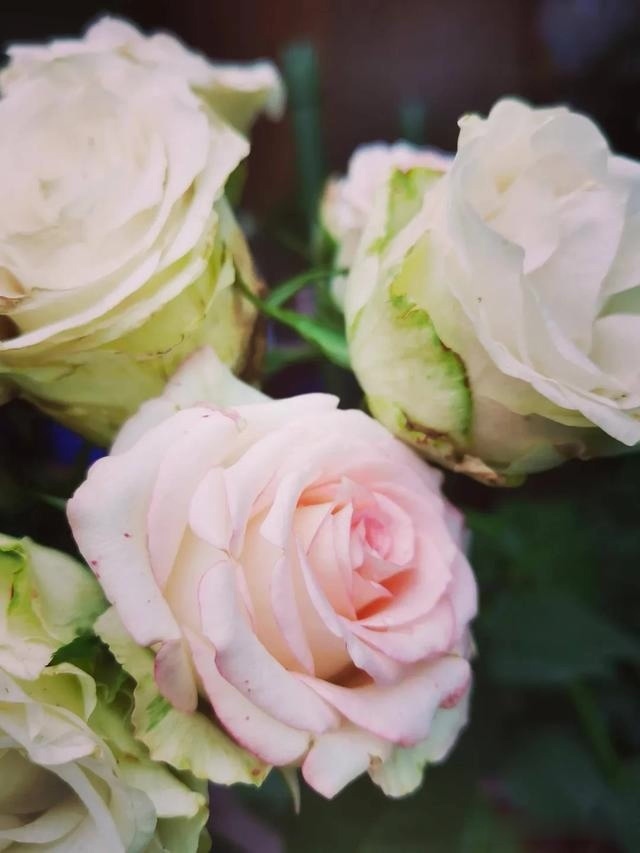 圆滚滚的绣球，瀑布般的花墙，这届花友也太会种花了吧