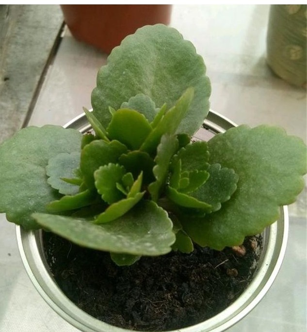 长寿花养了3年才开花牢记1个技巧,二茬花开爆满盆