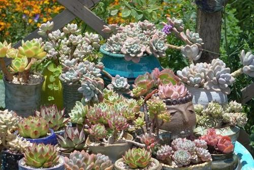 花友养多肉3年个个都漂亮，原来就靠8个字，新手：值得学习