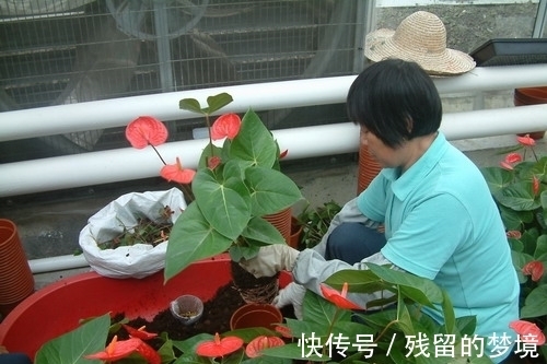 5种“富贵花”,谨记“穷养它”,大盆换小盆,才能开满富贵花