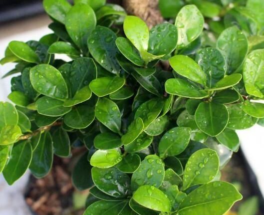 新叶|养盆栽榕树,一个小方法,新叶嫩叶蹭蹭长,枝繁叶茂,越长越旺