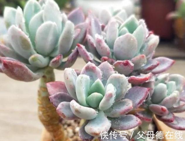 卷叶|冬季怎么把多肉红卷叶养出完美状态,3个方法搞定它