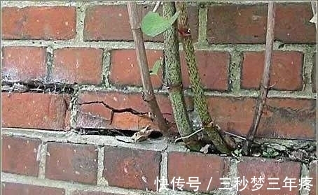 房前屋后，看见这植物，得铲掉