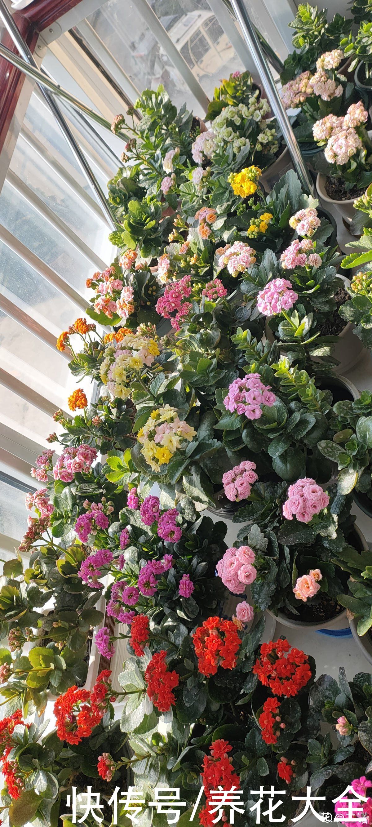 3种花就适合养满窗台，一开花犹如花海，满屋都是花