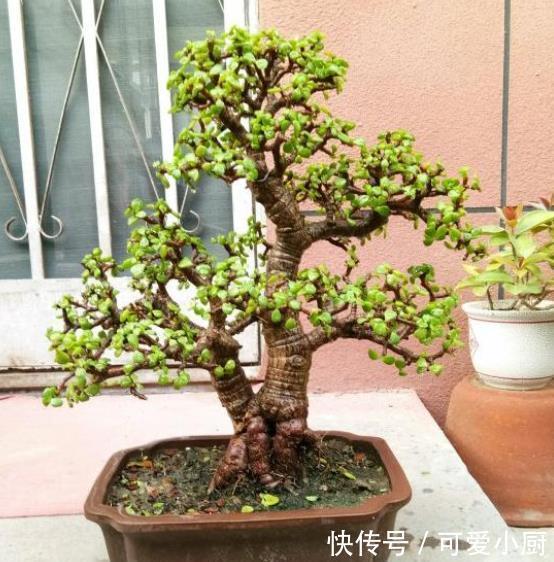 4种漂亮的老桩盆栽,适合穷养,小盆种少浇水,越养越精神