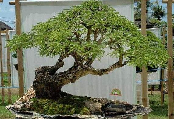 要想“盆景”姿态美、更有寓意，“4个要素”必须做对