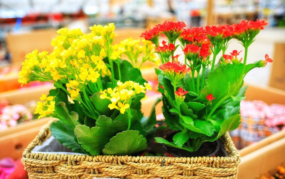 给长寿花晒太阳,需要天天来回挪动花盆吗