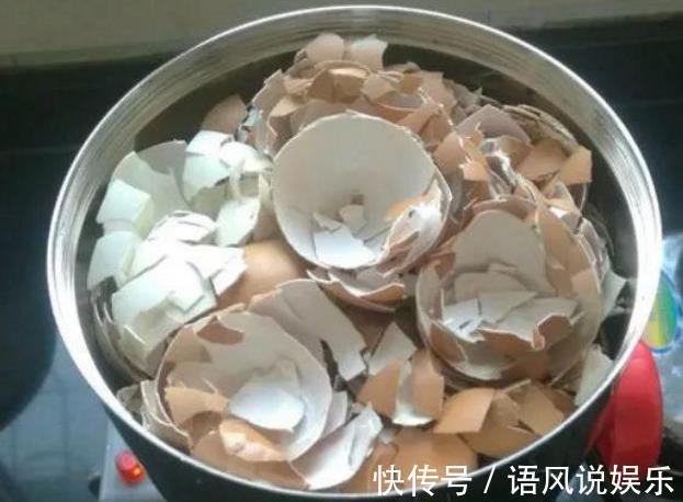 花盆|君子兰不开花此2种“废料”丢盆里，花苞不断冒，开花100天