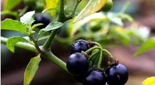 成熟|农村才有的奇特美味野果,吃过十种以上算你牛,城里人见得少