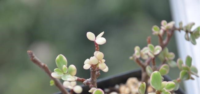 养多肉雅乐之舞，做好5要点、注意3事项，叶片嘭嘭肥起来，美极了