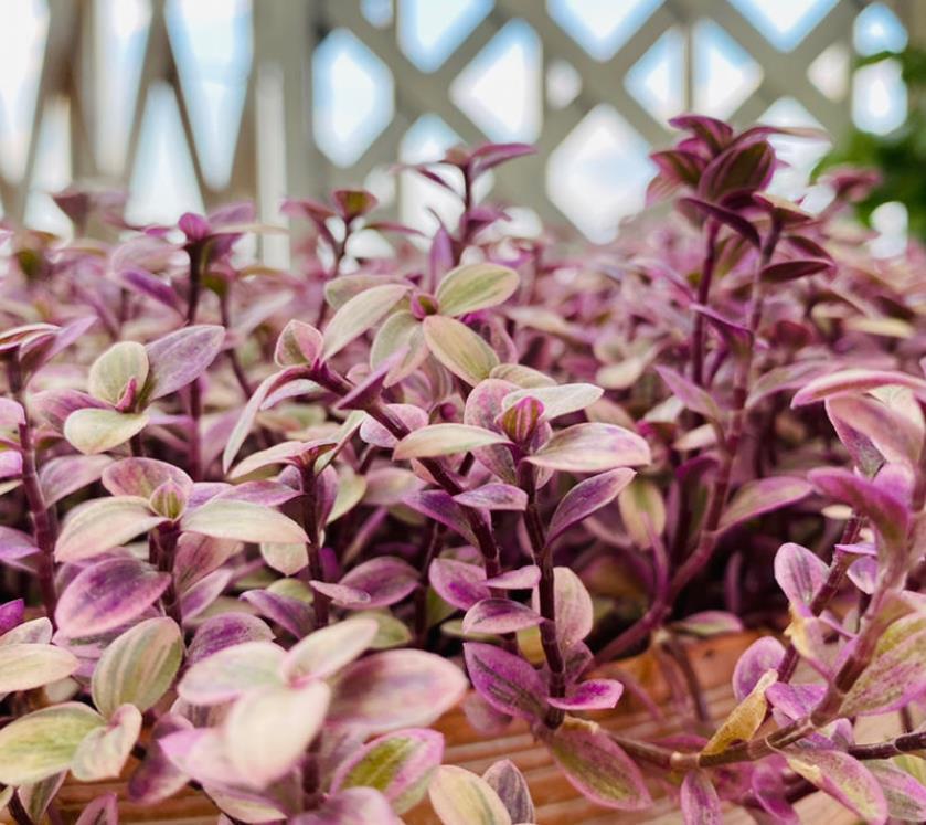 生根|适合夏天养的多肉,养一盆“爆”一盆,生根特快