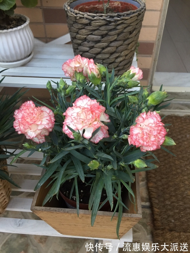 植物|花期超长的植物,开花几个月,花色漂亮,香气四溢,还可阳台盆栽