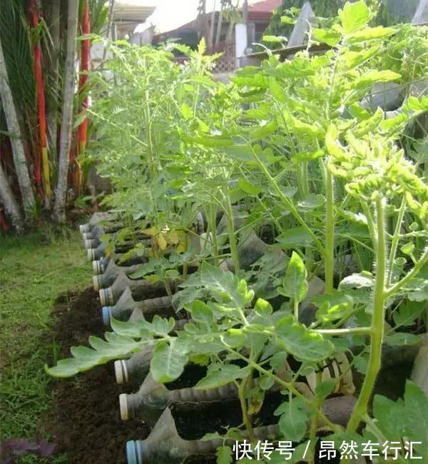 小菜园|养花技巧：一个油桶胜过两花盆，种菜养花好用又省钱！