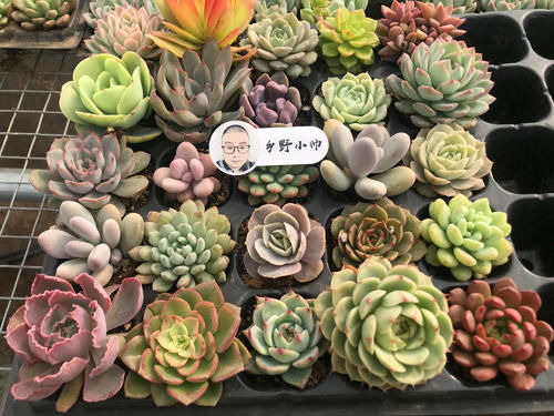 新品多肉大量到货，品种多状态美，你心动了吗？