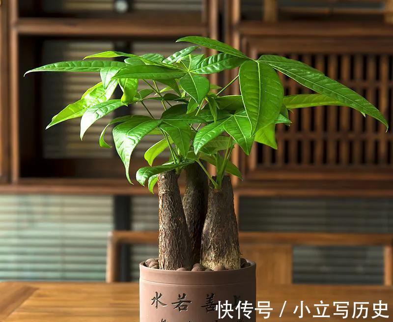 4种吉利花，养在家里很适合，花美人也顺，你喜欢哪一种呢