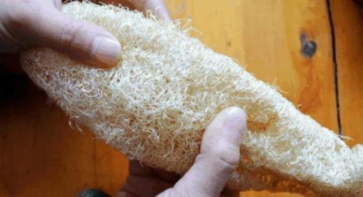 花卉|养花换盆时,多“加”1物,花卉“10年”不烂根,叶子绿,开花多