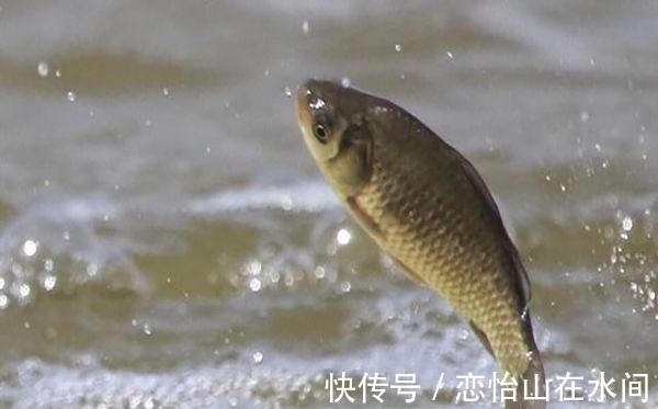 冬季鱼儿上浮不吃饵,应该采取什么措施应对