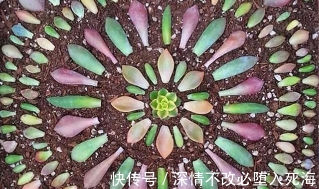 养多肉不叶插不完美，6个品种的叶插苗都是多头，成活率非常高