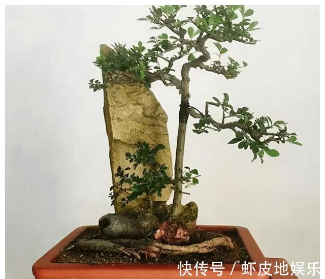 黄荆树|山上2种“树疙瘩”,烧火都嫌弃,园艺大师却高价收,再丑都要