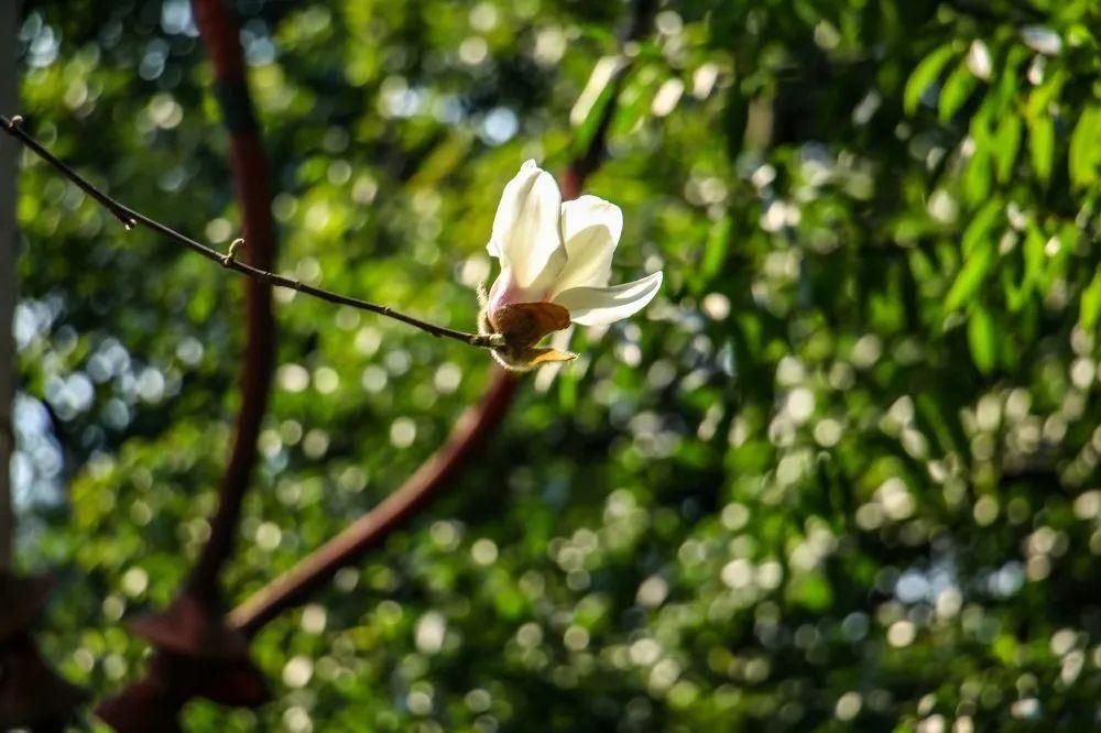 巴渠满目竞芬芳！达州发布带你去“寻春”