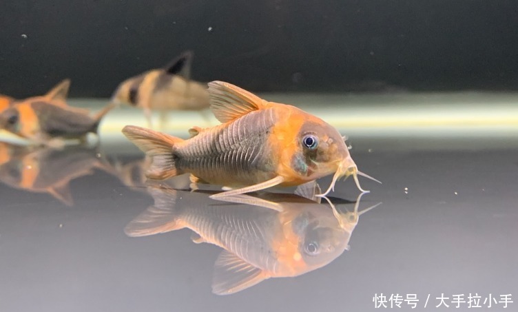 鱼缸里有油膜怎么办 鱼缸里有油膜怎么办