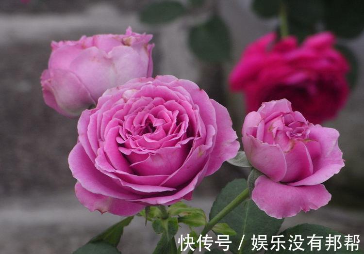颜值担当|从8月28日开始,家养此款花卉,比香水好闻,姿色艳丽