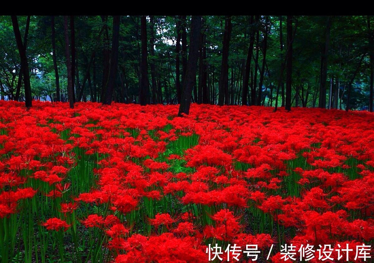 5种“漂亮花”,被名字耽误了一生,花开艳丽,却怕它“不吉利”