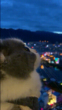 |搞笑GIF趣图:如果你的脸特别别大,那就尝试一下侧颜