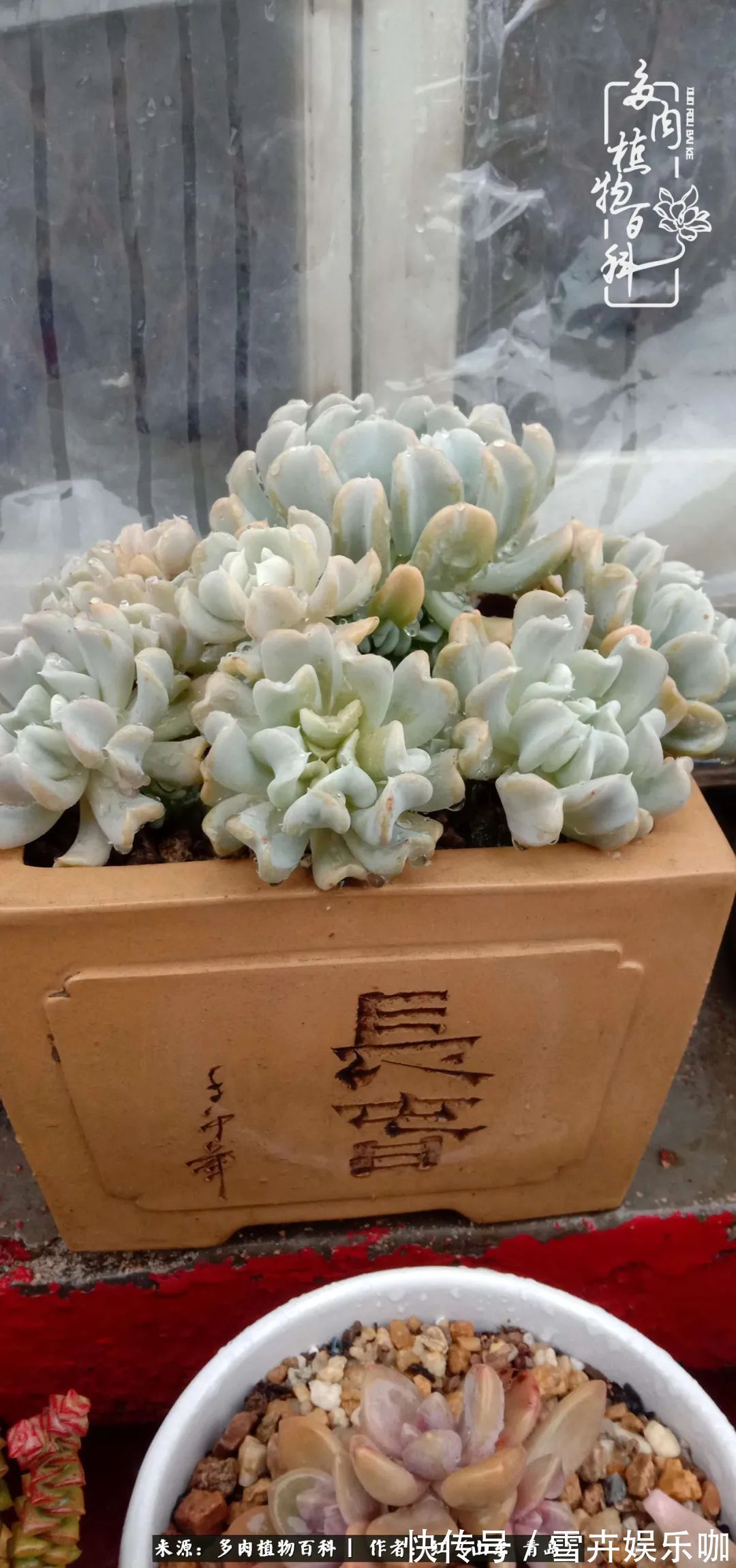 红稚莲|多肉度个夏,回到解放前!曾经有多美,现在就有多丑!