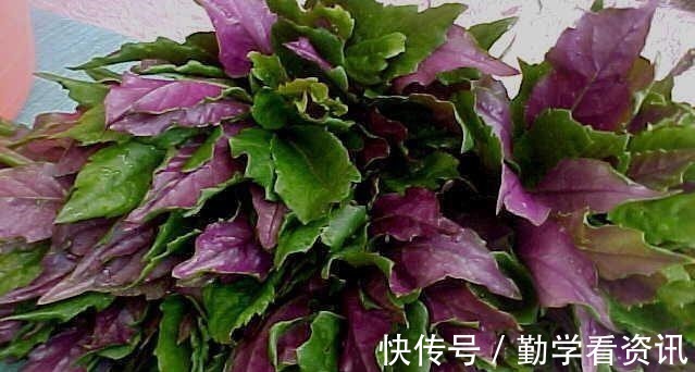 红背菜|新发肝癌一半在中国!这4种食物很伤肝,再喜欢也不能多吃!
