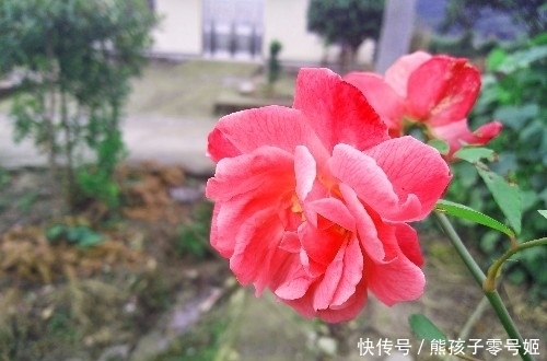 农村|农村院子种月季，学会这3招，包你月月都开花？