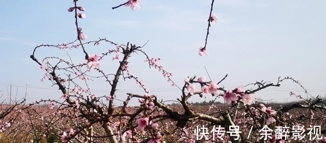 美食|关注新洲花朝河畔“花朝节”，快来新洲共赴一场花与美食的盛宴！