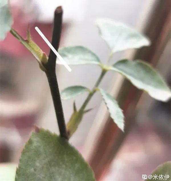 家里养了月季,花后使劲剪,越剪越开花,真省心