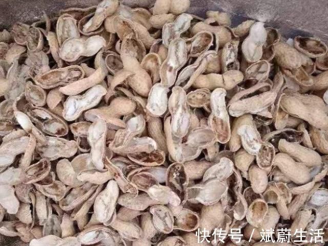 花盆|花盆里放这“4种料,”叶子越长越肥,土壤不板结,花开一朵朵