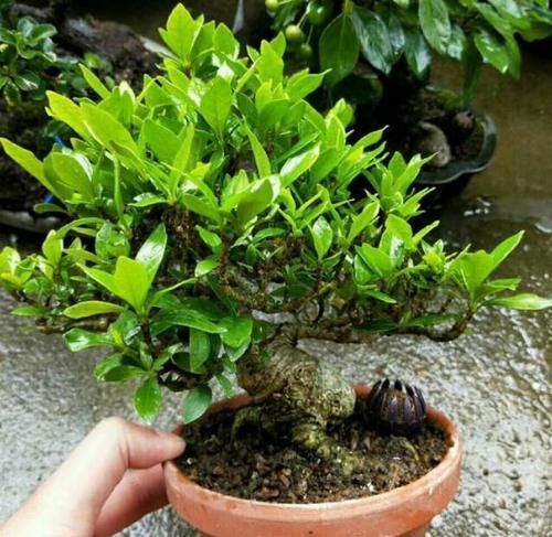 晒一晒你认为养得最好的盆栽，并说一说你是怎么养的？