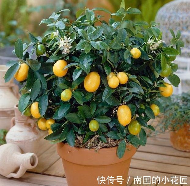 土壤|橘子是养花人的宝贝,种子变盆栽,橘子皮酿花肥