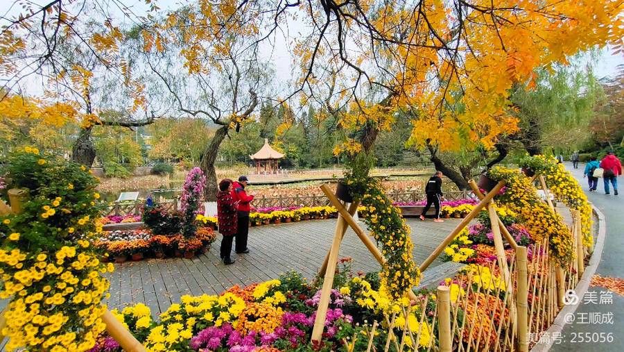 菊展|顺成视界｜霜重百花残 青岛这边菊正艳