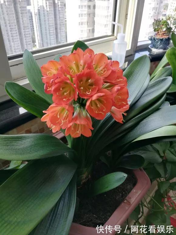 君子兰长得太慢学几招,叶子猛长花开不断,美翻天!
