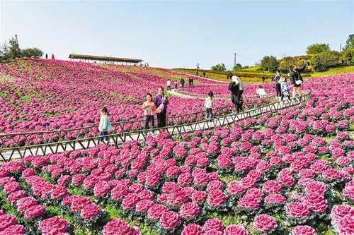 春来花开艳满城 一路繁花一路景